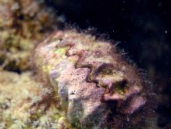 Macro - Olympus 5060wz internal flash - Garoug island - K... by Hamad Alsarraf 